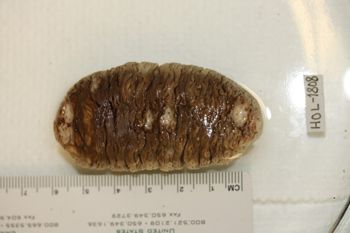 Media type: image;   Invertebrate Zoology HOL-1808 Description: Preserved specimen.;